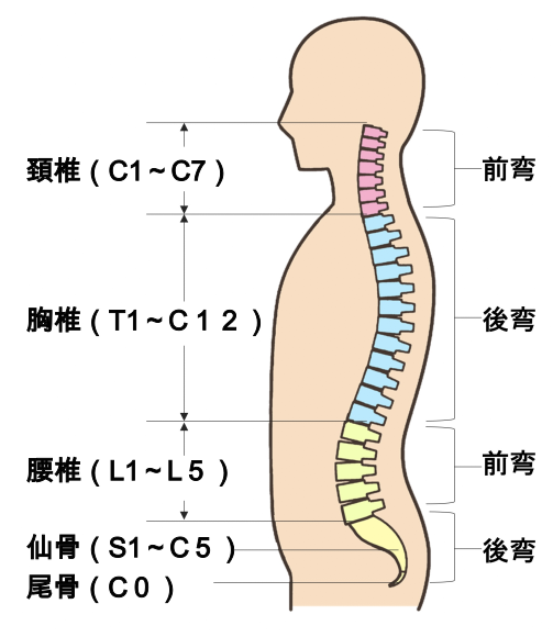脊柱の生理的湾曲